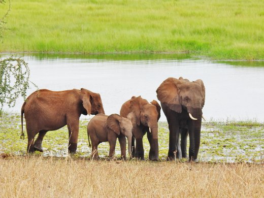 2nd Group of  Ellies at Silale Swamp