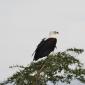 Fish Eagle