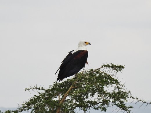 Fish Eagle