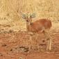 Steenbok, Male