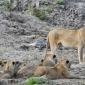 Group of 10 Lions in Riverbed