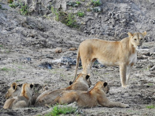 Group of 10 Lions in Riverbed
