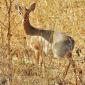 Dik-Dik