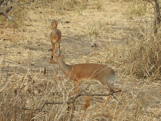Pair of Dik-Dik