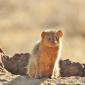 Dwarf Mongoose
