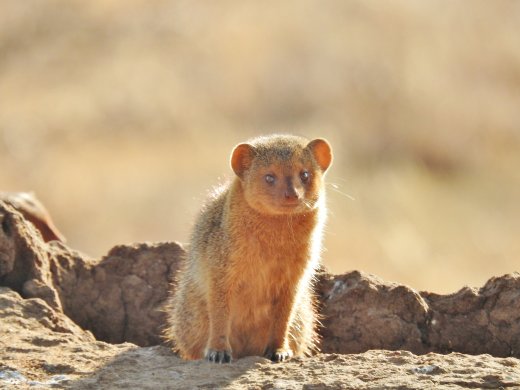 Dwarf Mongoose