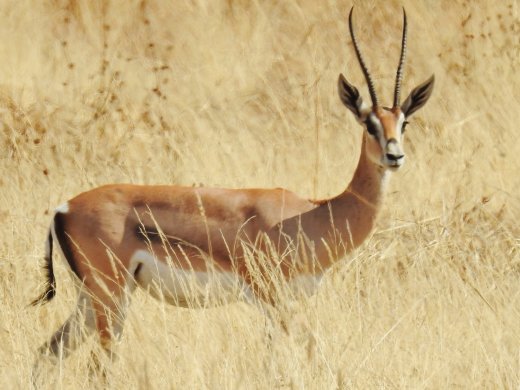 Grant's Gazelle