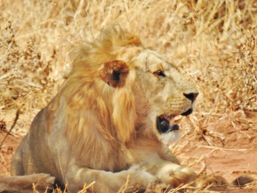 Two Male Lions