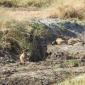 Group of 10 Lions in Riverbed