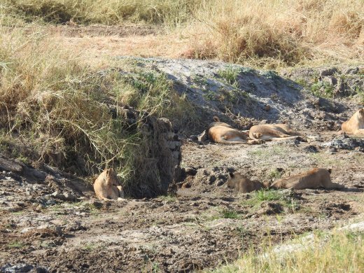 Group of 10 Lions in Riverbed