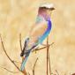 Lilac-breasted Roller