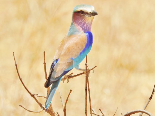 Lilac-breasted Roller
