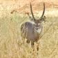 Waterbuck