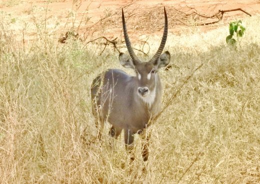 Waterbuck