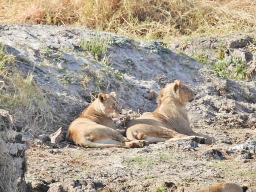 Group of 10 Lions in Riverbed