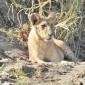 Group of 10 Lions in Riverbed