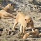 Group of 10 Lions in Riverbed