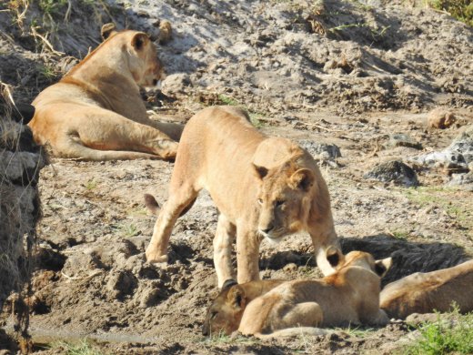 Group of 10 Lions in Riverbed