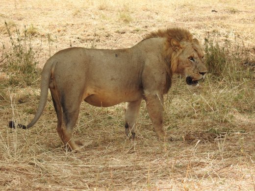 Sixth Lion Sighting - Lions Mating