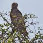 Brown Snake Eagle