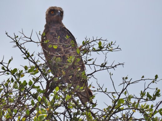 Brown Snake Eagle