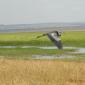 Grey Heron in flight