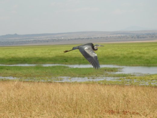 Grey Heron in flight