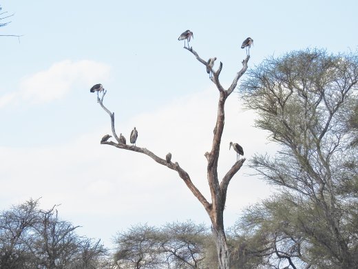 Marabou Storks