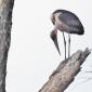 Marabou Stork