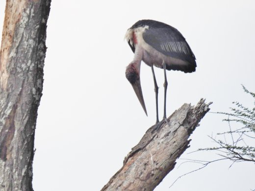 Marabou Stork
