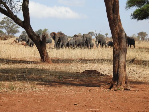 Ellies looking for Shade