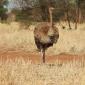 Ostrich