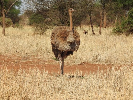 Ostrich