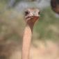 Ostrich