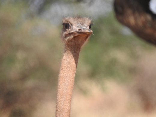 Ostrich