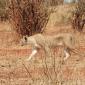 Female Lion on the Hunt