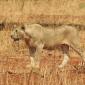 Female Lion on the Hunt