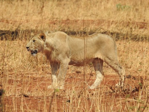 Female Lion on the Hunt