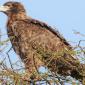 Brown Snake Eagle