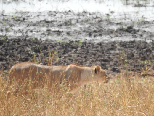 Lion on the Hunt Again