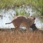 Lion with Wildebeest Kill