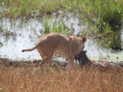 Lion with Wildebeest Kill