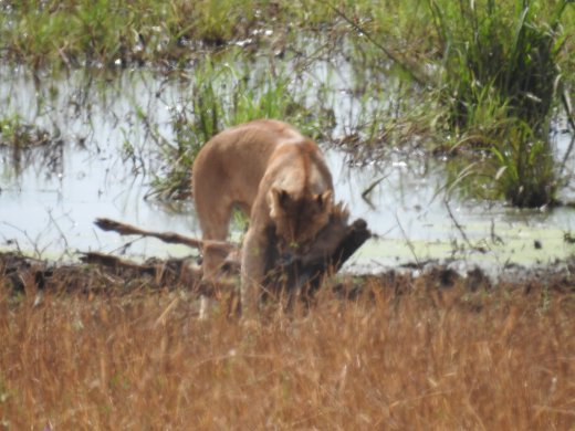 Lion with Wildebeest Kill