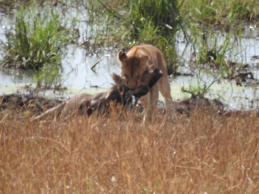 Lion with Wildebeest Kill
