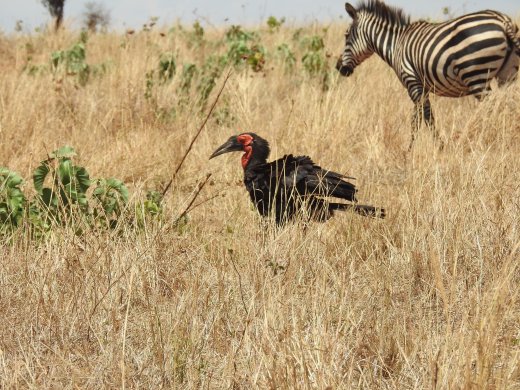 Southern Ground Hornill