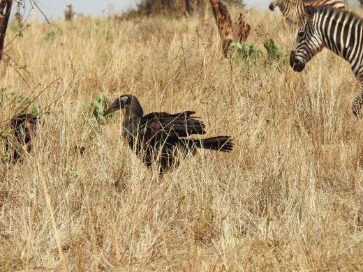 Juvenile Southern Ground Hornbill