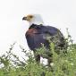 Fish Eagle
