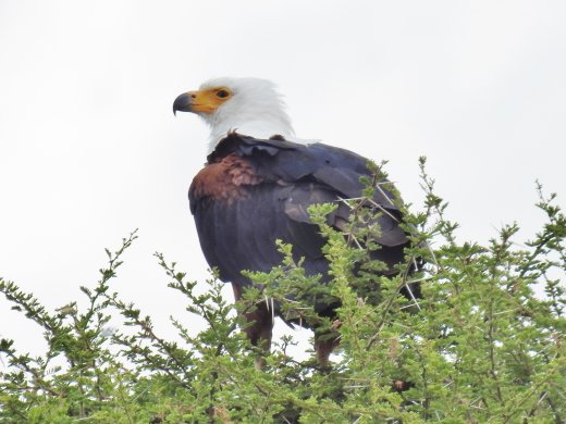 Fish Eagle