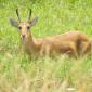 Red Hartebeest