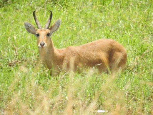 Red Hartebeest